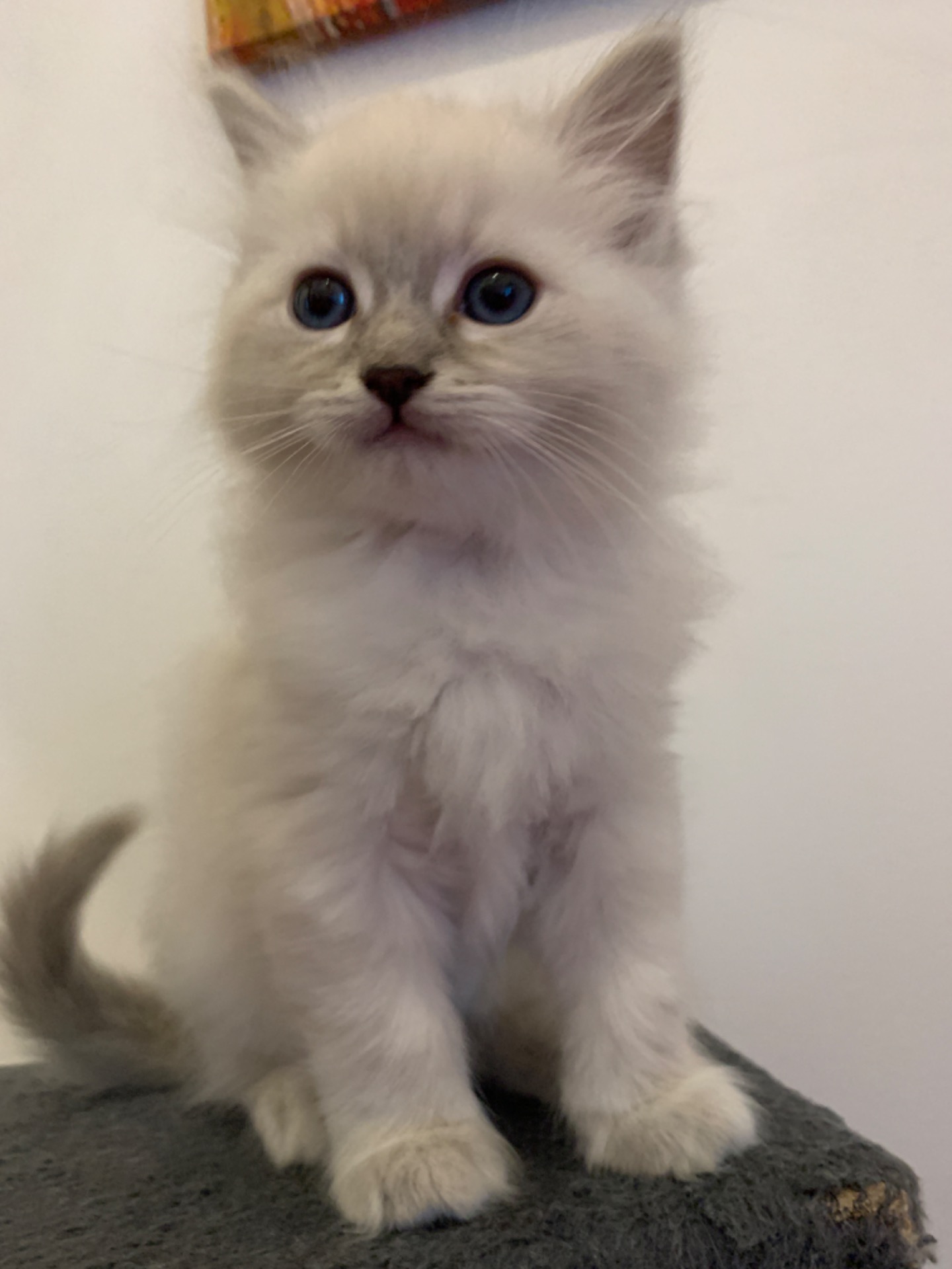 **À propos de nous**   Je m'appelle Bessie Huang et je suis la maman de deux adolescents formidables. Depuis 2020, nous vivons à la campagne, un choix qui nous permet de profiter de plus d'espace et de consacrer davantage de temps à nos adorables chats.